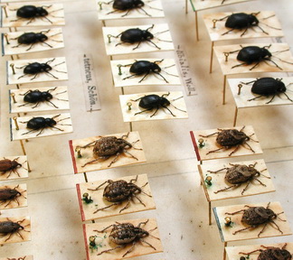 entomology-4